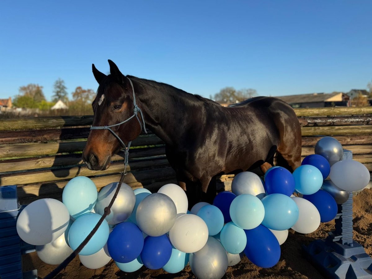 Quarter horse américain Jument 6 Ans 156 cm Bai brun in Zülpich