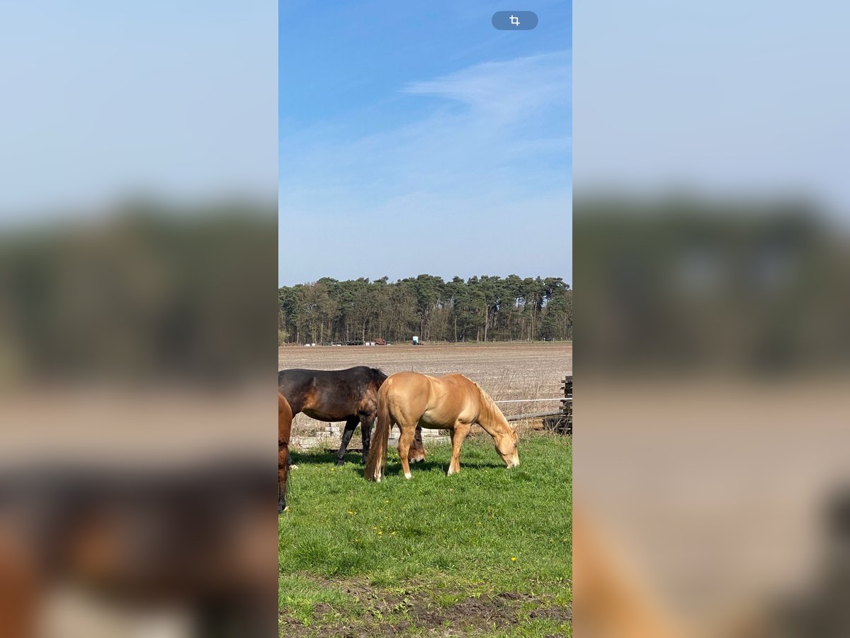 Quarter horse américain Jument 6 Ans 156 cm Champagne in Harsewinkel