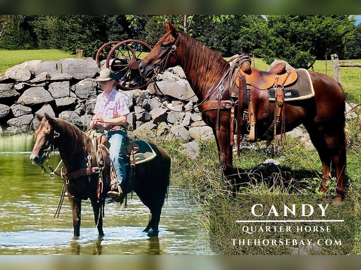 Quarter horse américain Jument 7 Ans 142 cm Alezan brûlé in Rose Hill, VA