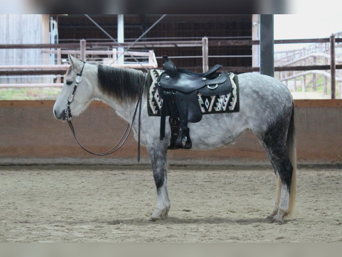 Quarter horse américain Jument 7 Ans 145 cm Gris pommelé in Nidderau