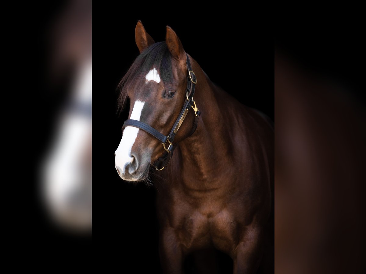 Quarter horse américain Jument 7 Ans 147 cm Alezan in Weilheim
