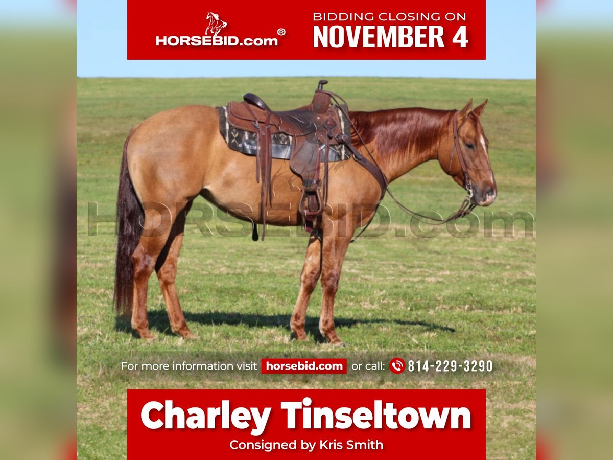 Quarter horse américain Jument 7 Ans 150 cm Alezan dun in Clarion, PA