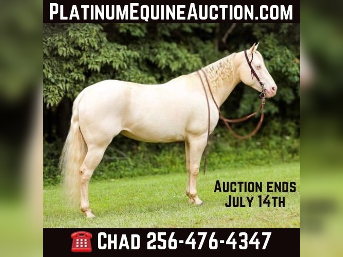 Quarter horse américain Jument 7 Ans 152 cm Cremello in Mt Hope AL