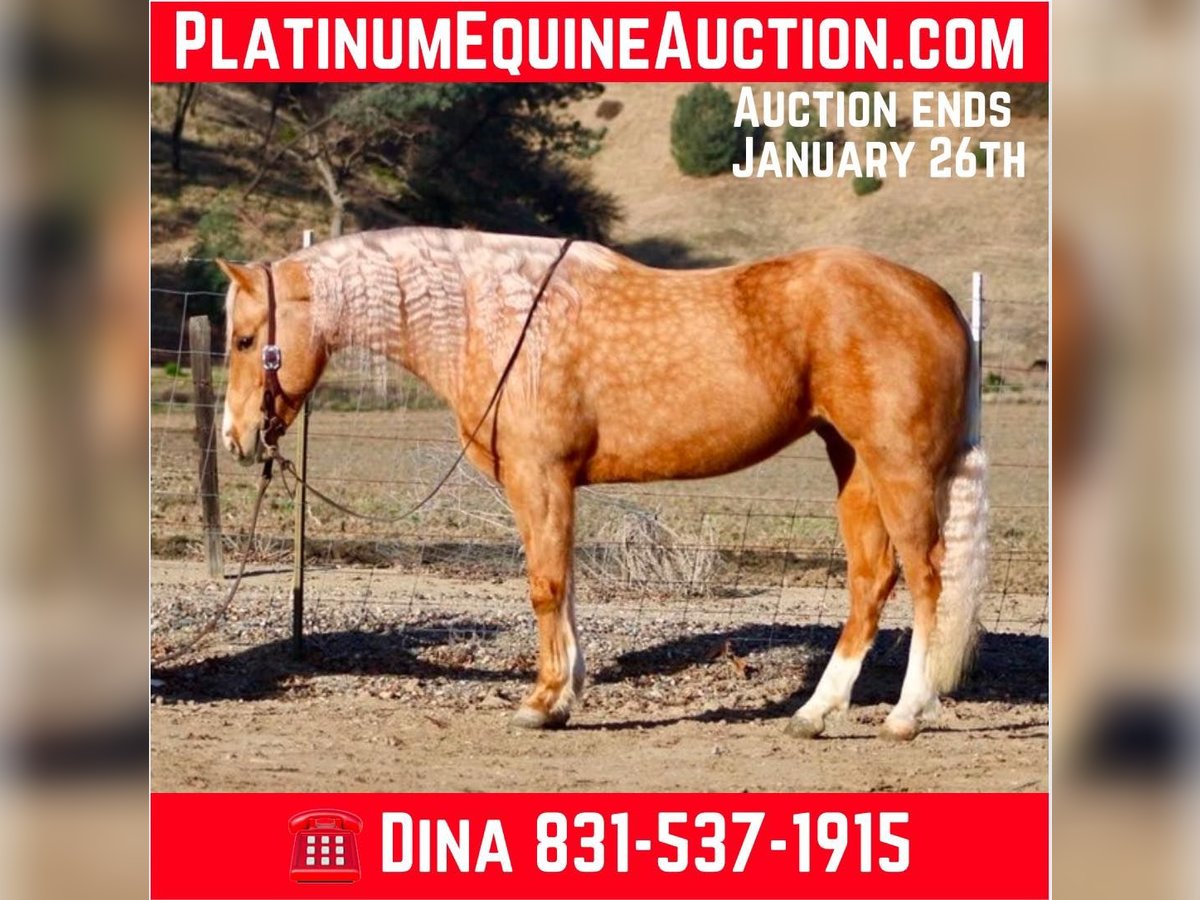 Quarter horse américain Jument 7 Ans 152 cm Palomino in PAICINES, CA