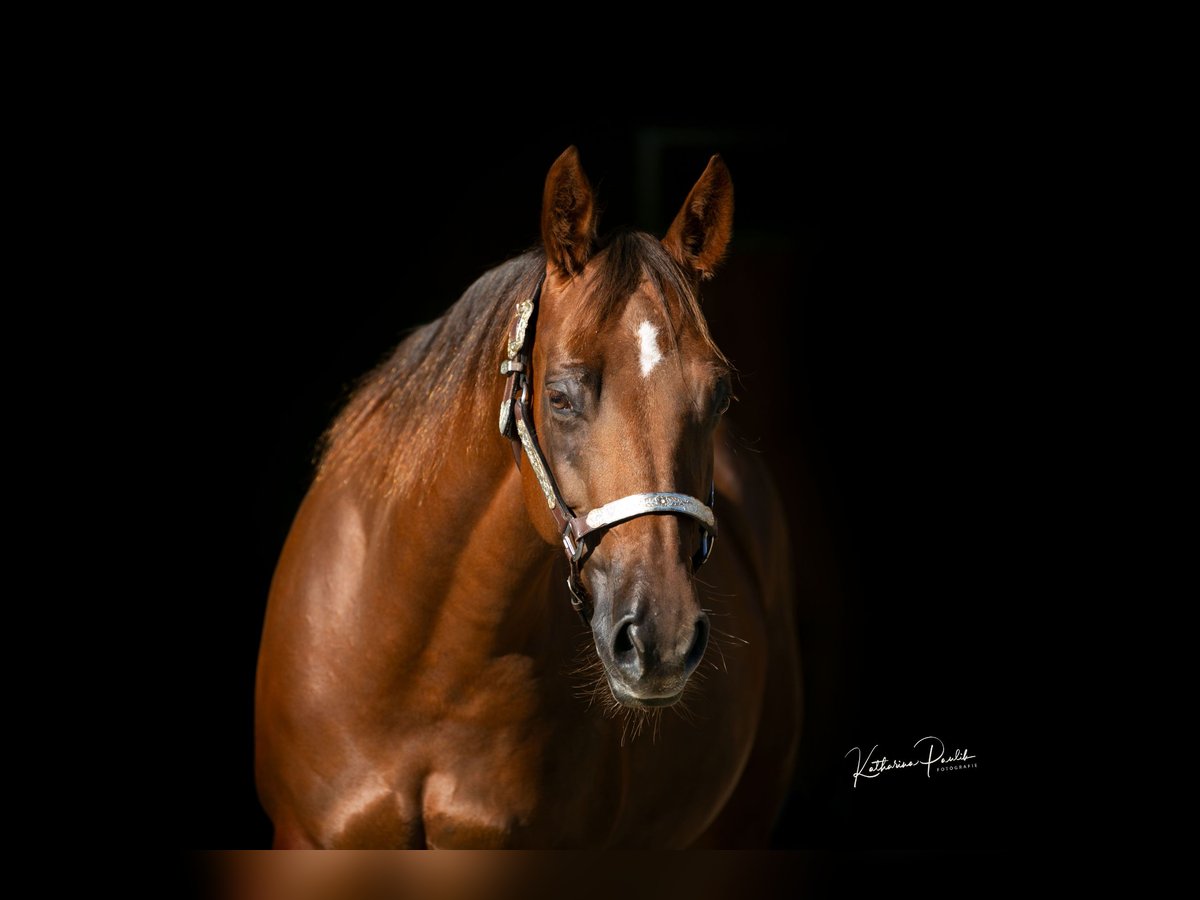 Quarter horse américain Jument 8 Ans 147 cm Alezan brûlé in Eging am See