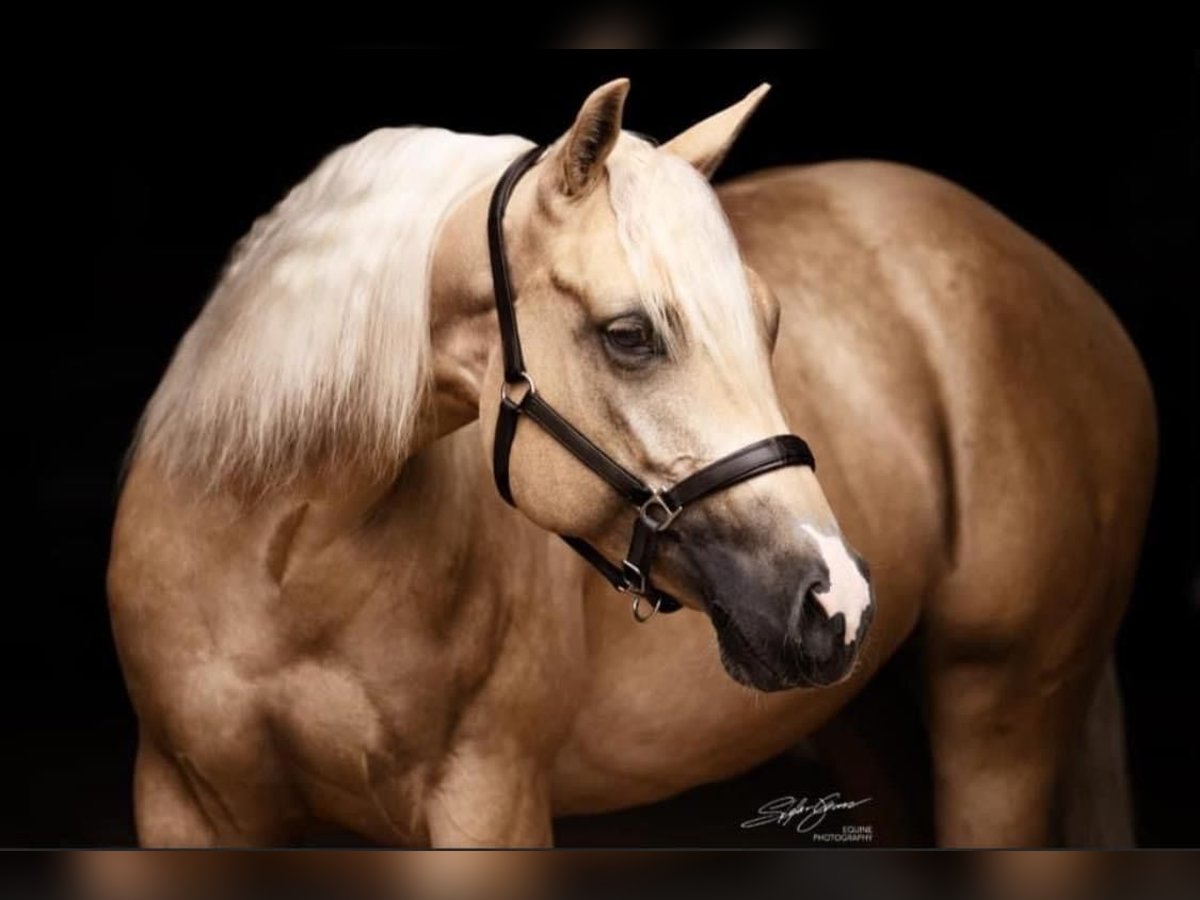 Quarter horse américain Jument 8 Ans 148 cm Palomino in Walldorf