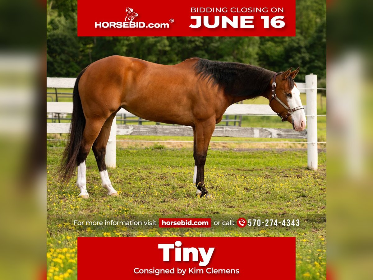Quarter horse américain Jument 8 Ans 152 cm Bai cerise in Paxinos, PA