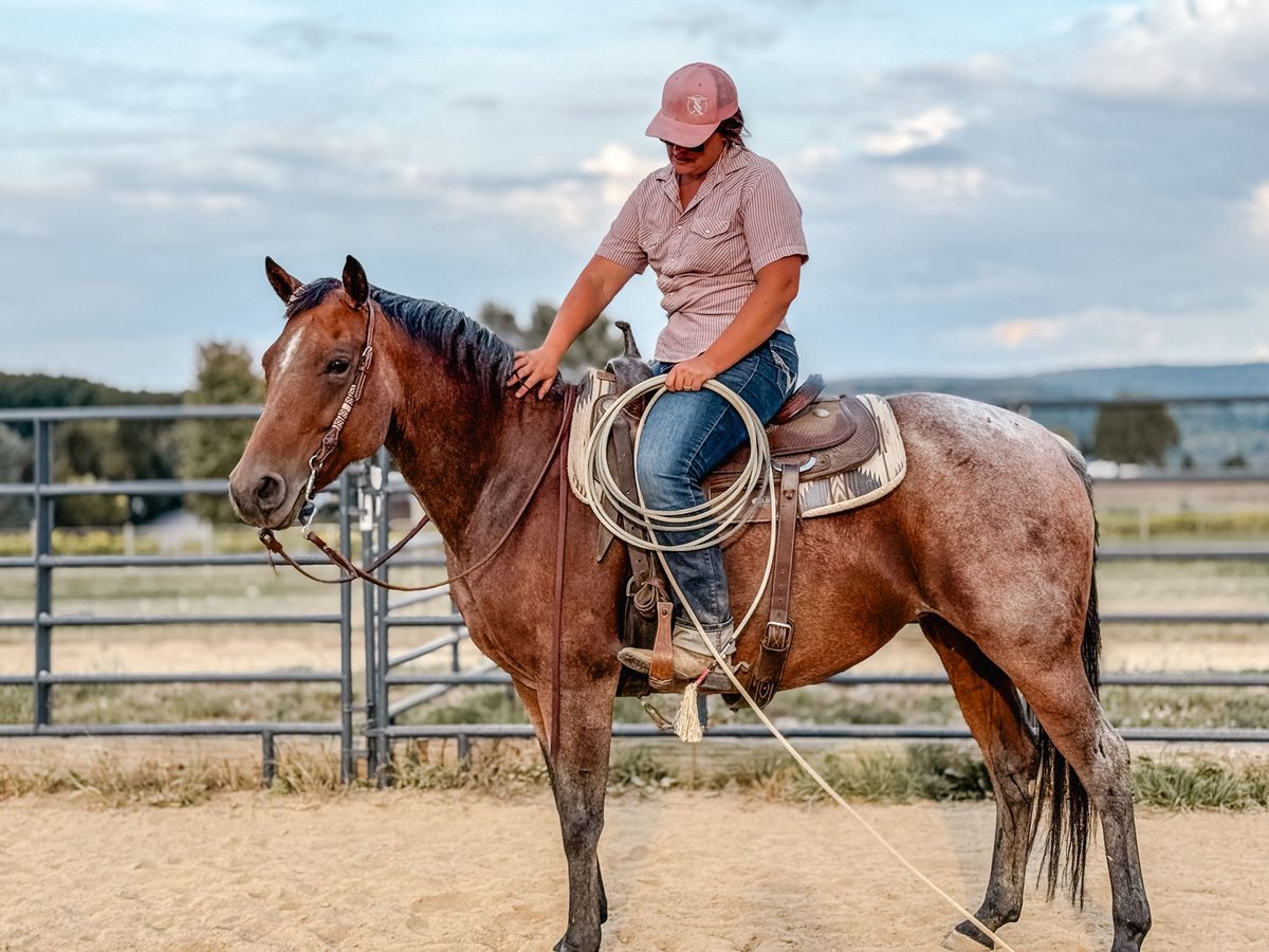 Quarter horse américain Jument 8 Ans Roan-Bay in Geneseo Quarter horse américain Jument 8 Ans Roan-Bay in Geneseo