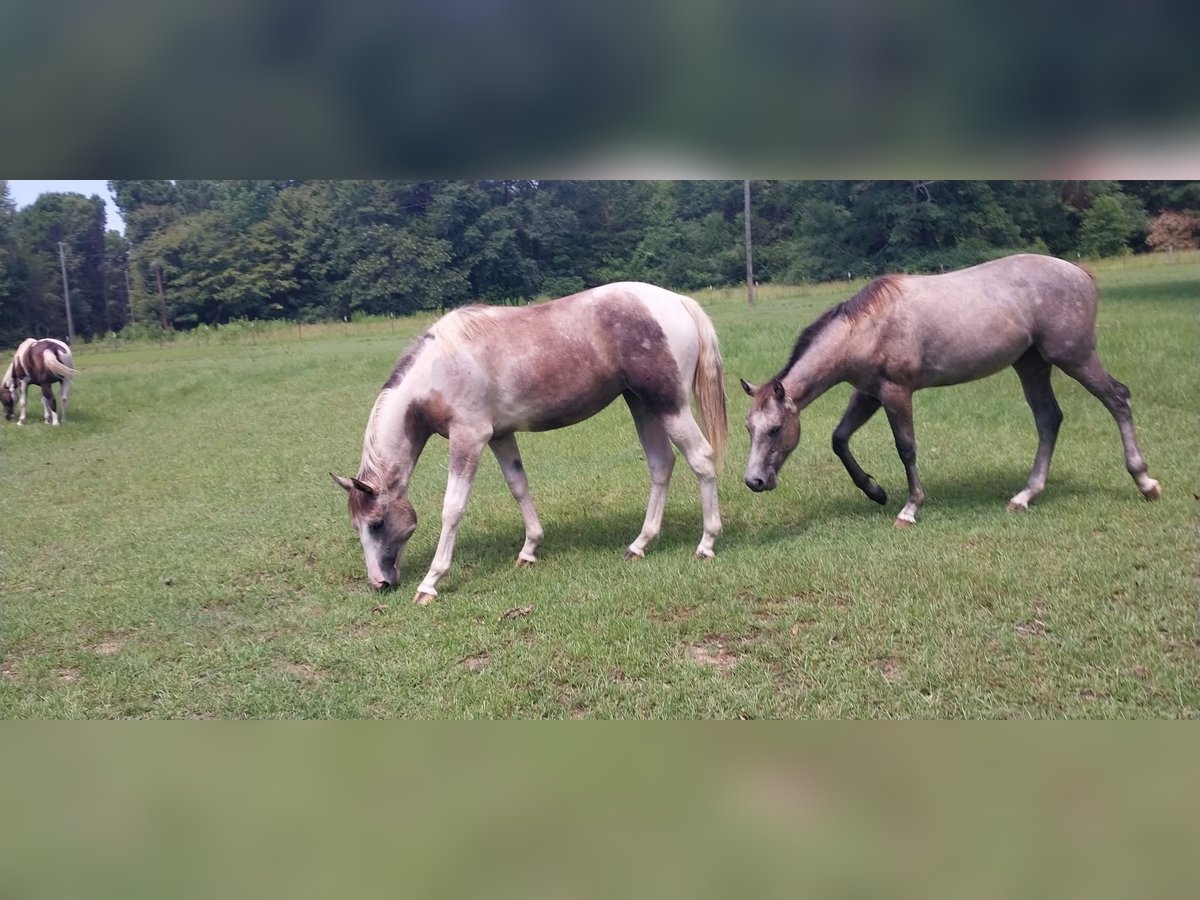 Quarter horse américain Jument 9 Ans 142 cm Gris in Fort Worth Texas