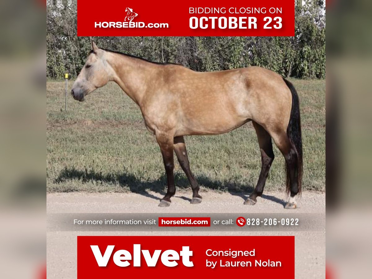 Quarter horse américain Jument 9 Ans 150 cm Buckskin in Wichita