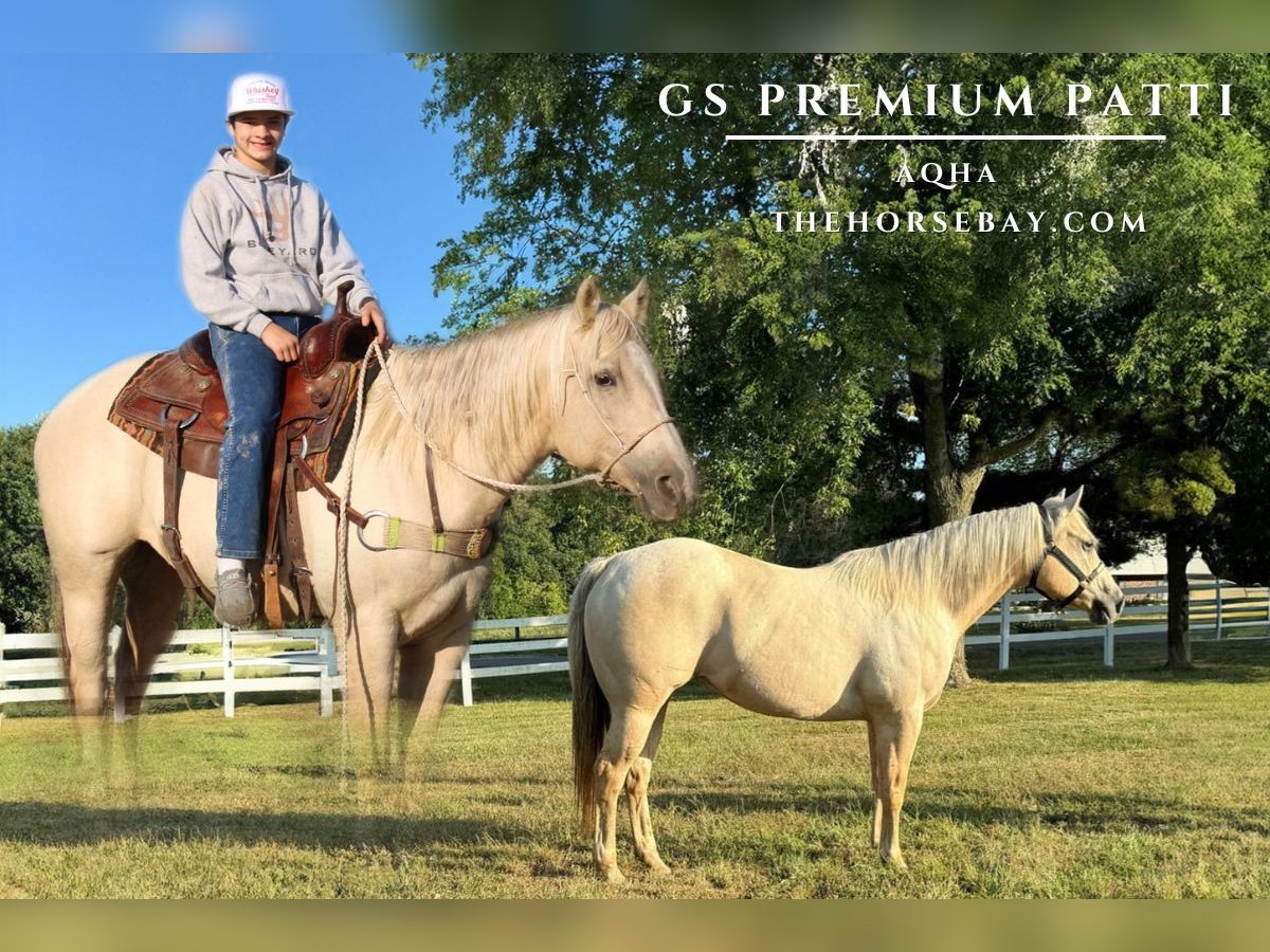 Quarter horse américain Jument 9 Ans 150 cm Palomino in Charleston, IL