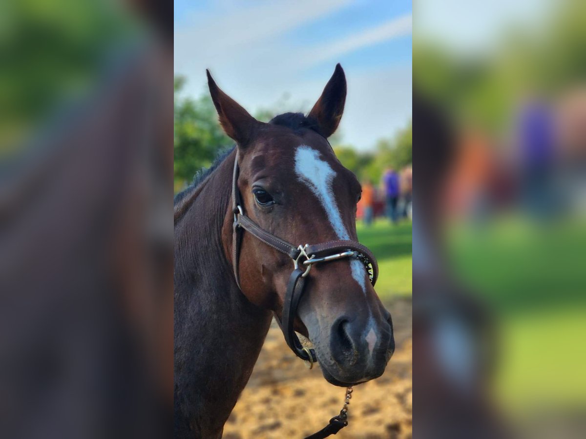 Quarter horse américain Croisé Jument 9 Ans Bai brun in Muskego