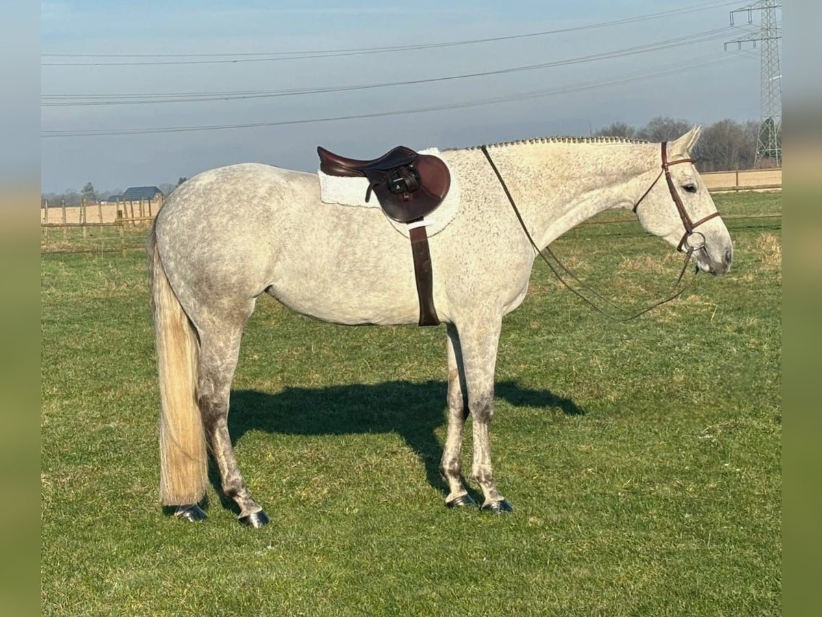 Quarter horse américain Jument 9 Ans Gris in Uedem