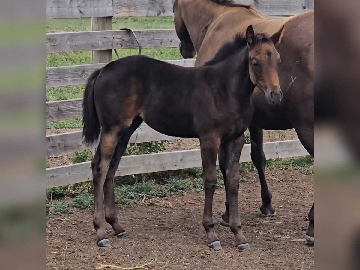 Quarter horse américain Jument Poulain (05/2025) 142 cm Bai brun in Denton, MT Quarter horse américain Jument Poulain (05/2025) 142 cm Bai brun in Denton, MT
