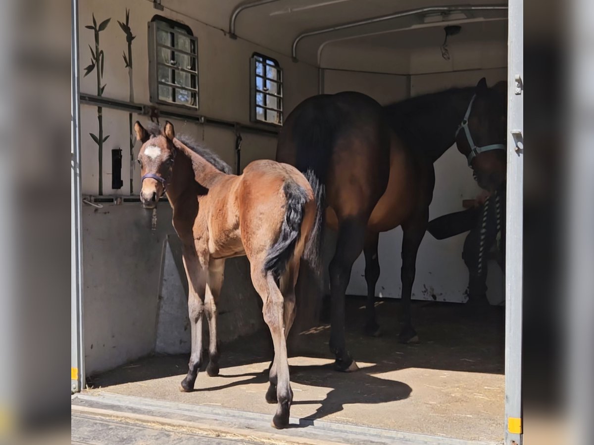 Quarter horse américain Jument  148 cm Bai in Weilmünster