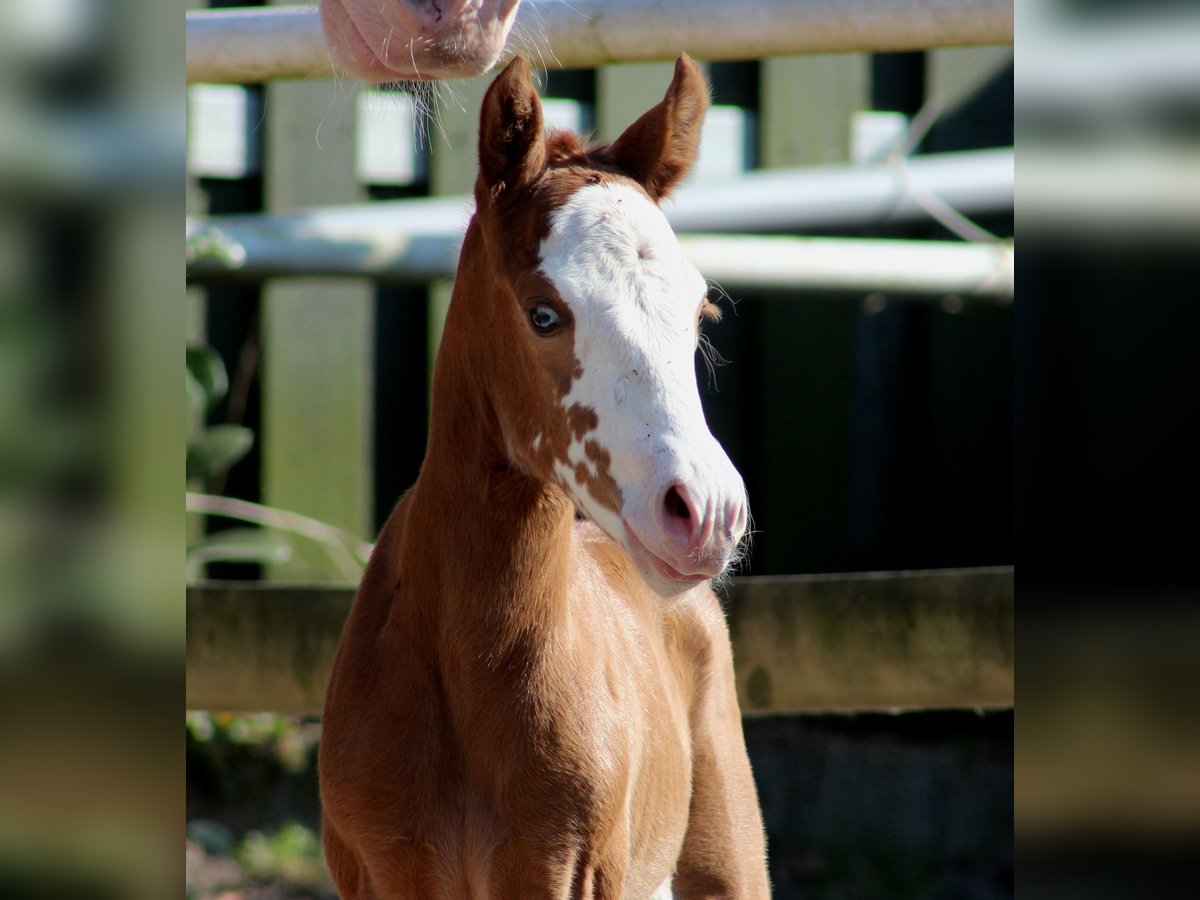 Quarter horse américain Jument  150 cm Alezan in Stade