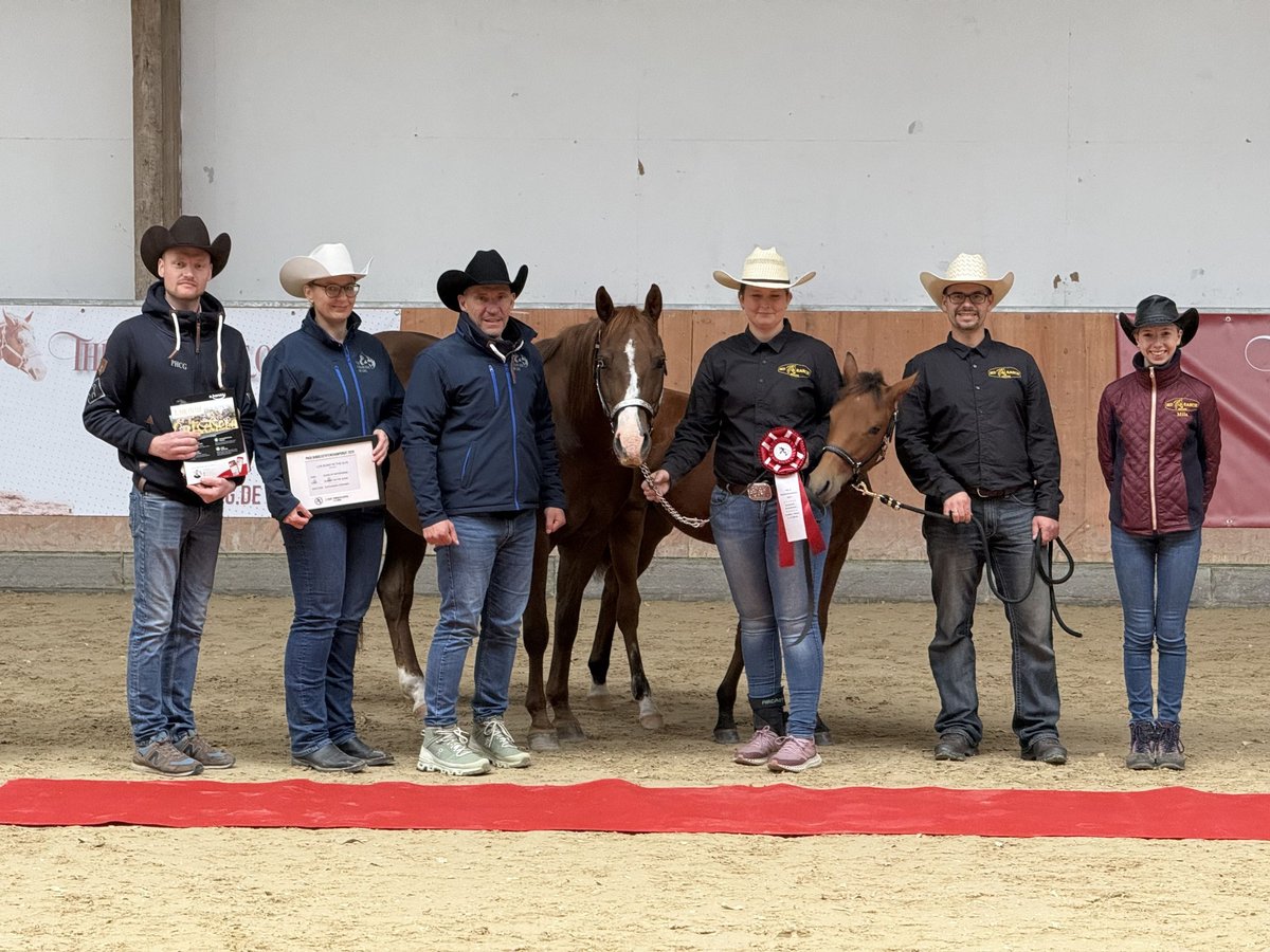 Quarter horse américain Jument Poulain (03/2025) 150 cm Bai in Kindelbr&#xFC;ck