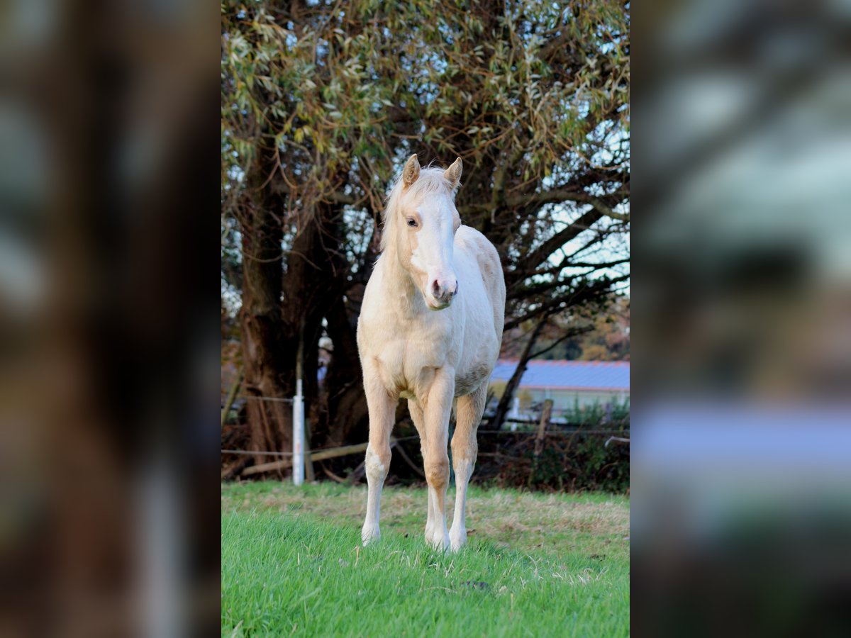 Quarter horse américain Jument Poulain (04/2025) 151 cm Palomino in Stade
