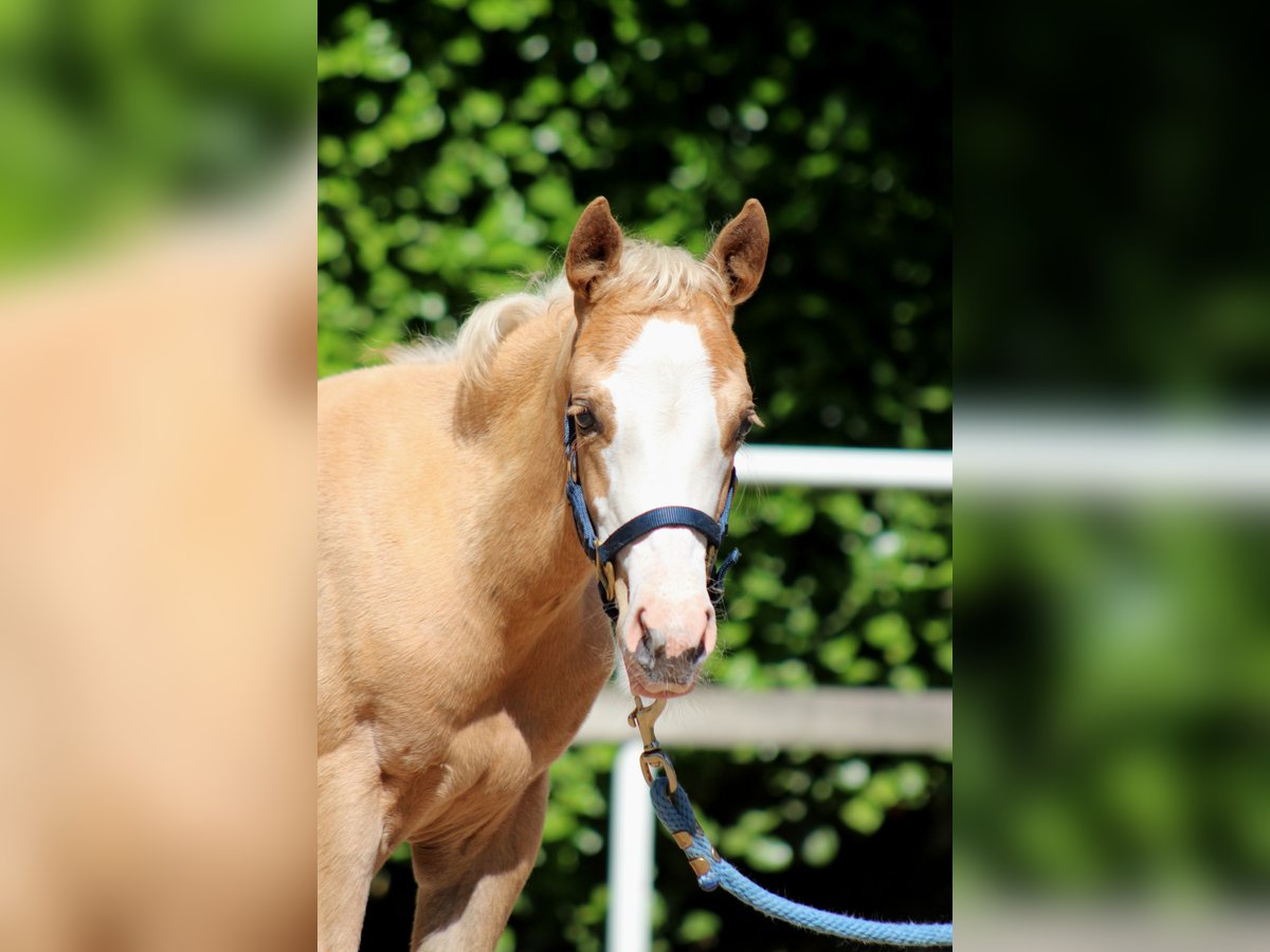 Quarter horse américain Jument  151 cm Palomino in Stade