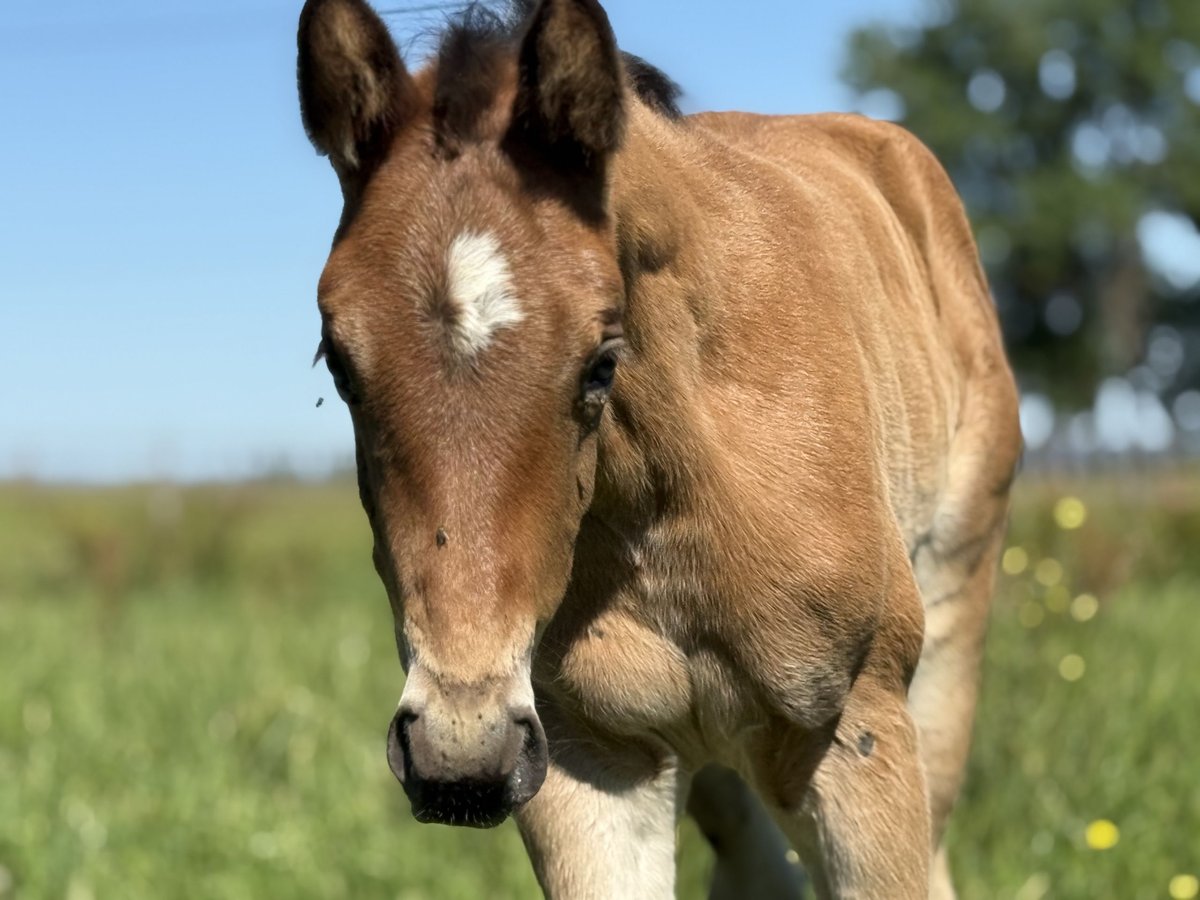 Quarter horse américain Jument  152 cm Bai in Thodure