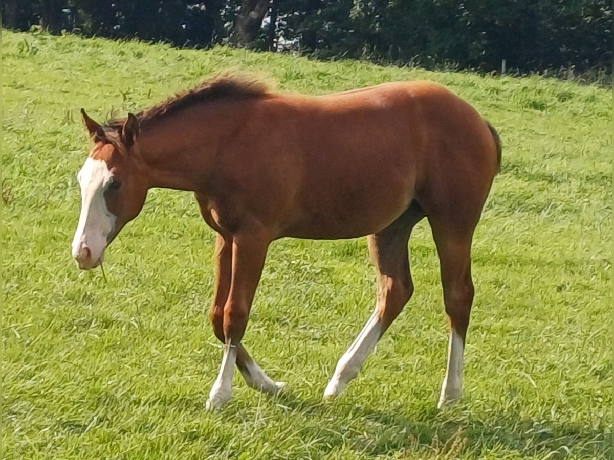 Quarter horse américain Jument Poulain (03/2025) 152 cm Bai in Clausthal-Zellerfeld