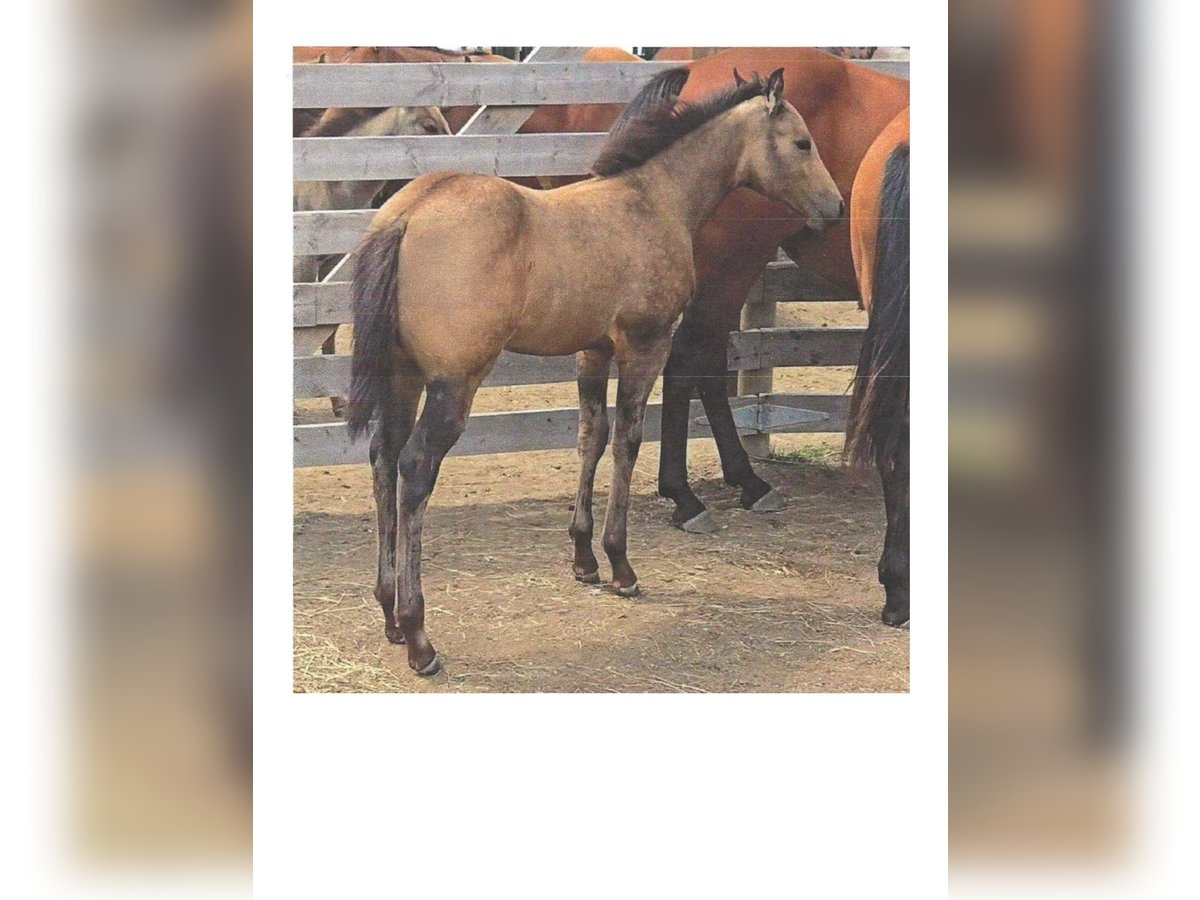 Quarter horse américain Jument Poulain (05/2025) 152 cm Buckskin in Denton, MT Quarter horse américain Jument Poulain (05/2025) 152 cm Buckskin in Denton, MT