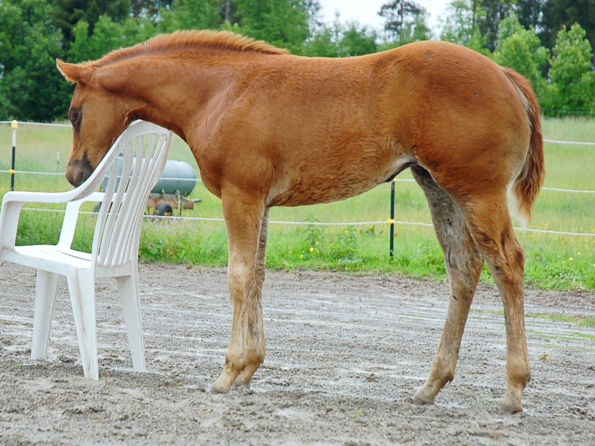 Quarter horse américain Jument Poulain (04/2024) 154 cm Alezan brûlé in Kaufbeuren