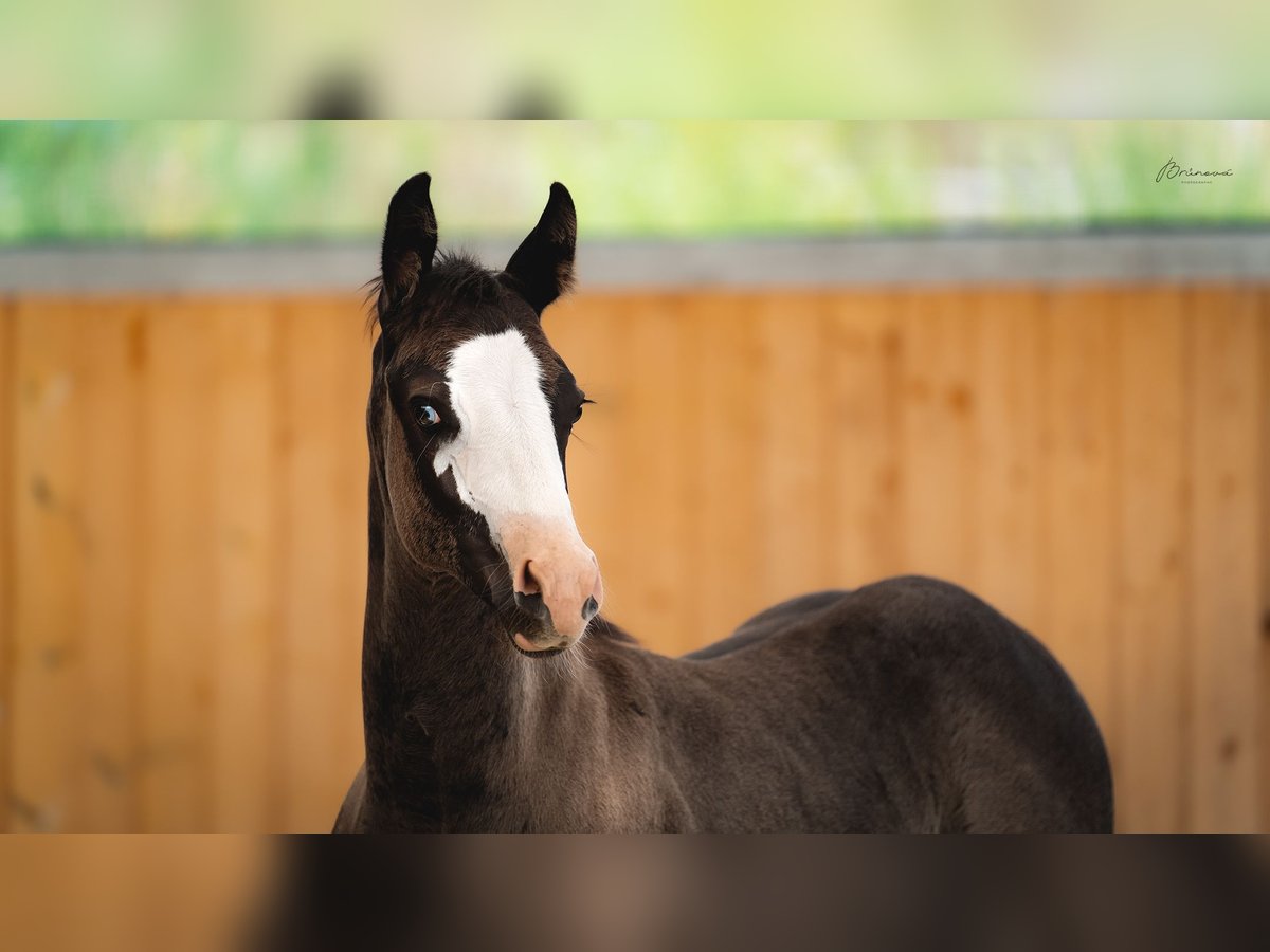 Quarter horse américain Jument Poulain (05/2024) 155 cm Noir in Ústí nad Labem