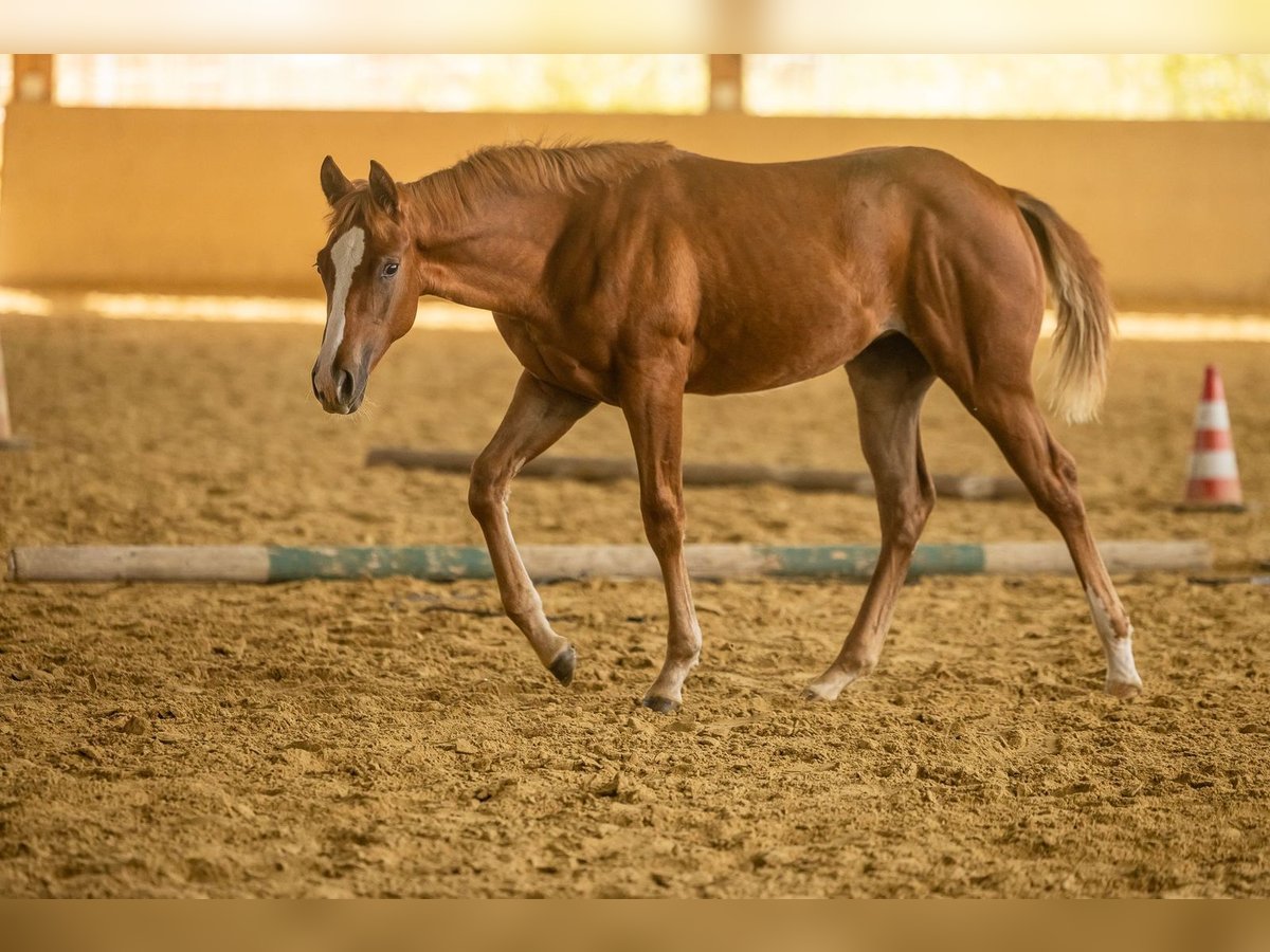 Quarter horse américain Jument Poulain (04/2025) Alezan in Laubach