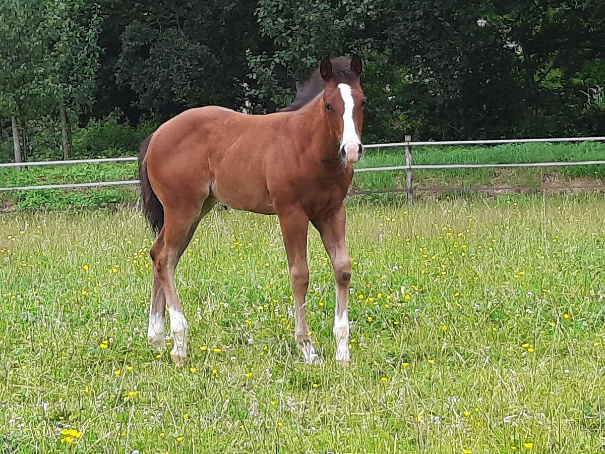 Quarter horse américain Jument Poulain (04/2024) Bai in Bedburg-Hau