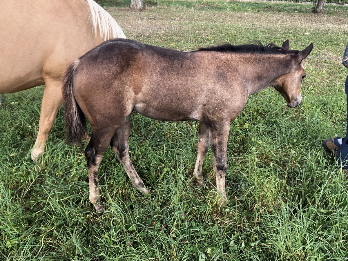 Quarter horse américain Jument Poulain (06/2025) Buckskin in Petit-R&#xE9;derching