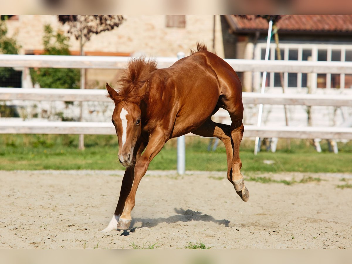 Quarter horse américain Jument Poulain (04/2025) in München Quarter horse américain Jument Poulain (04/2025) in München