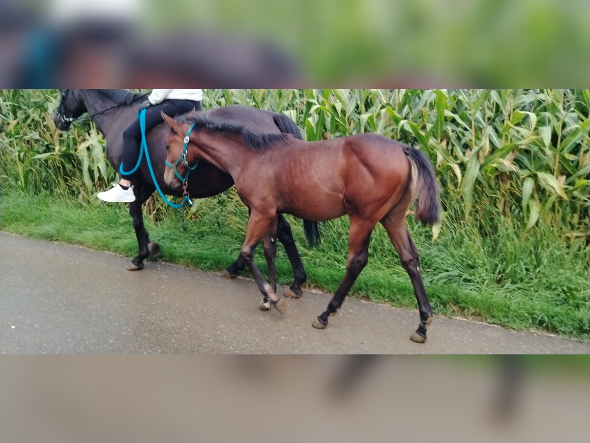 Quarter horse américain Jument Poulain (04/2025) in Langenau