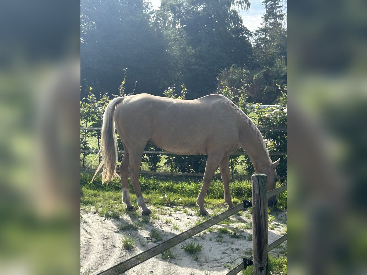 Quarter-ponny Hingst 16 år 152 cm Palomino in Varel Dangastermoor