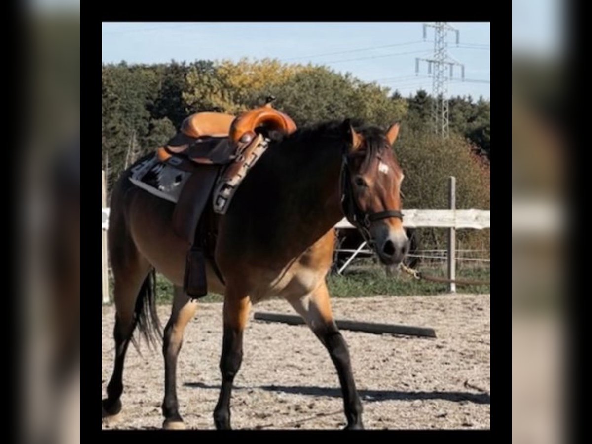 Quarter-ponny Blandning Hingst 4 år 140 cm Brun in ReutlingenReutlingen