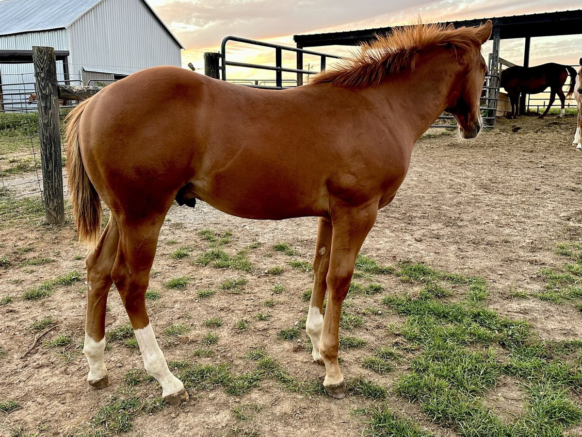 Quarter-ponny Hingst 7 år in Miami