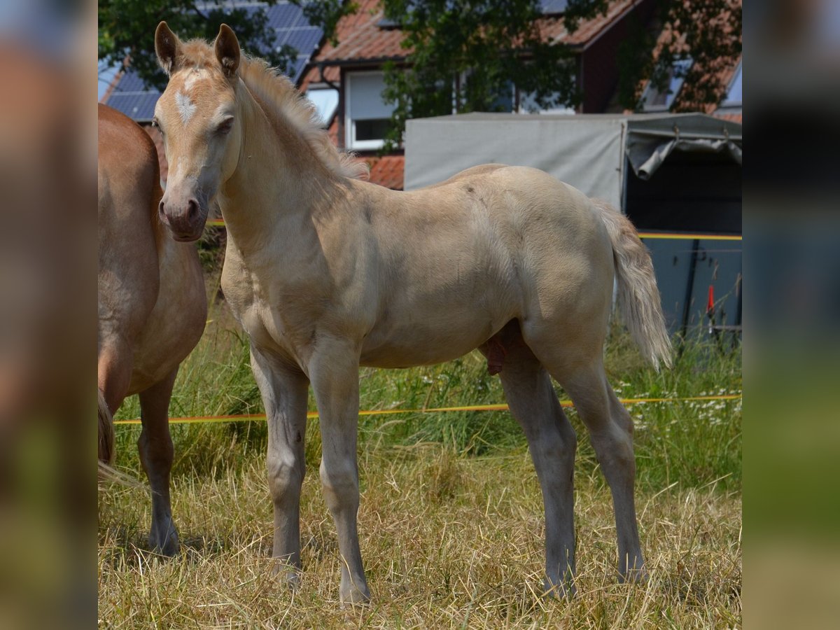 Quarter-ponny Hingst Föl (05/2024) 150 cm Champagne in Nordhorn