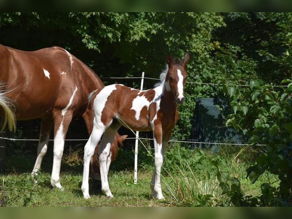 Quarter-ponny Hingst Föl (05/2024) 150 cm Tobiano-skäck-alla-färger in Bad Mergentheim