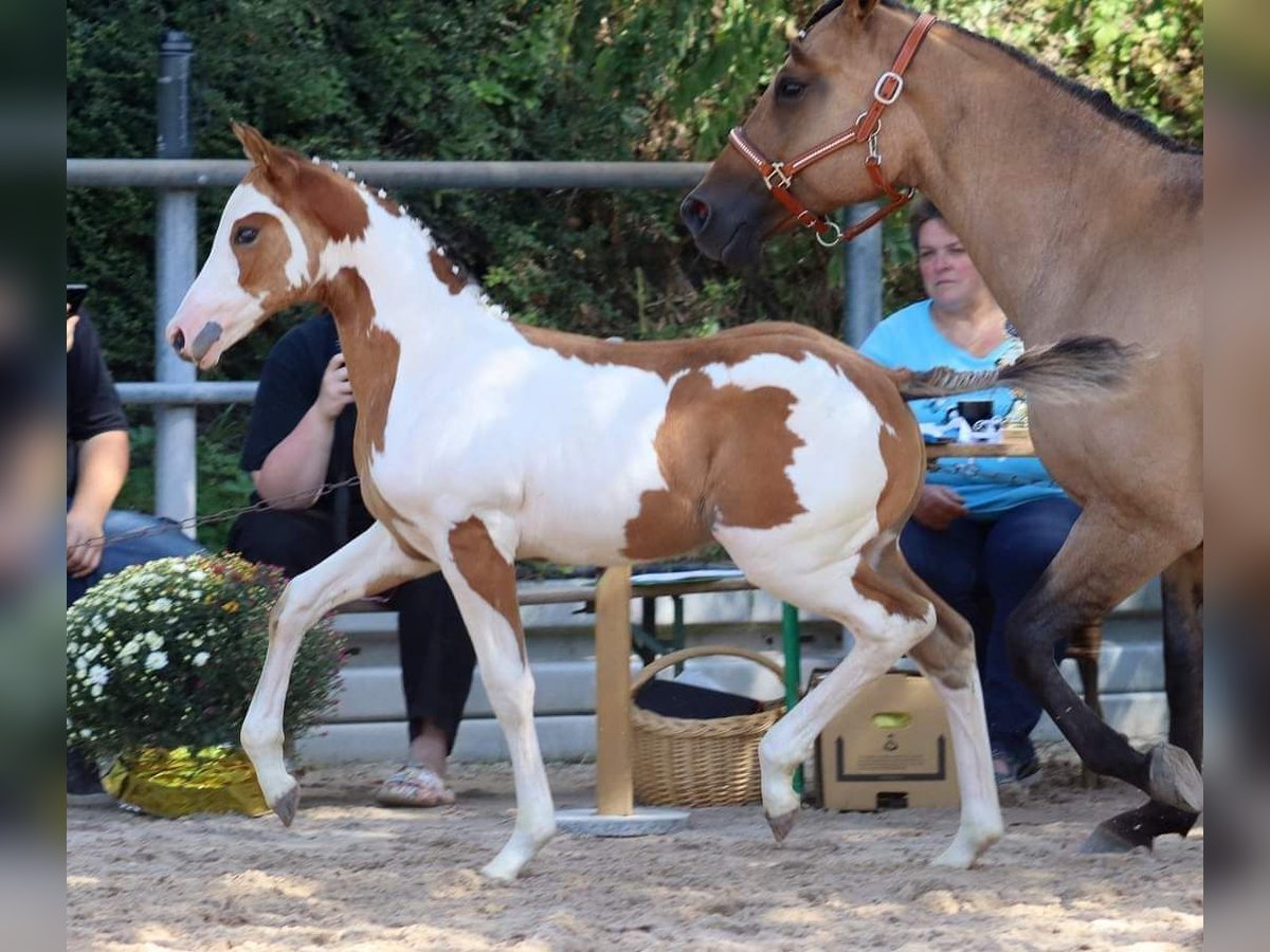 Quarter-ponny Hingst Föl (06/2024) 154 cm Overo-skäck-alla-färger in Vlotho