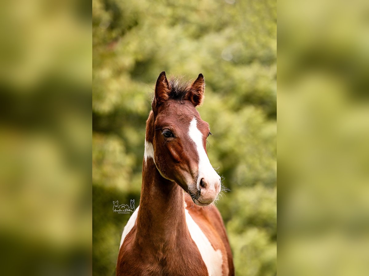 Quarter-ponny Hingst Föl (03/2024) Pinto in Lohra