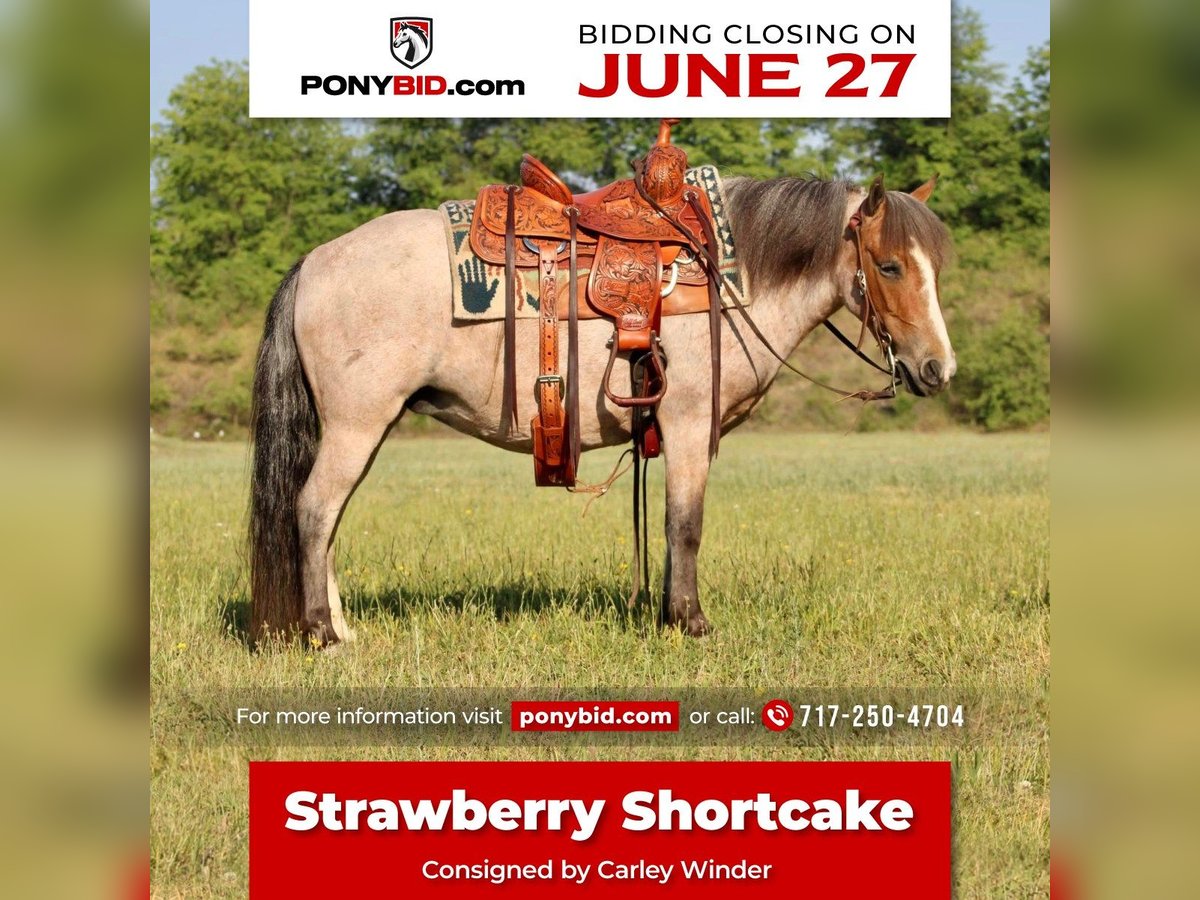 Quarter-ponny Sto 7 år Rödskimmel in Beaver Springs, PA