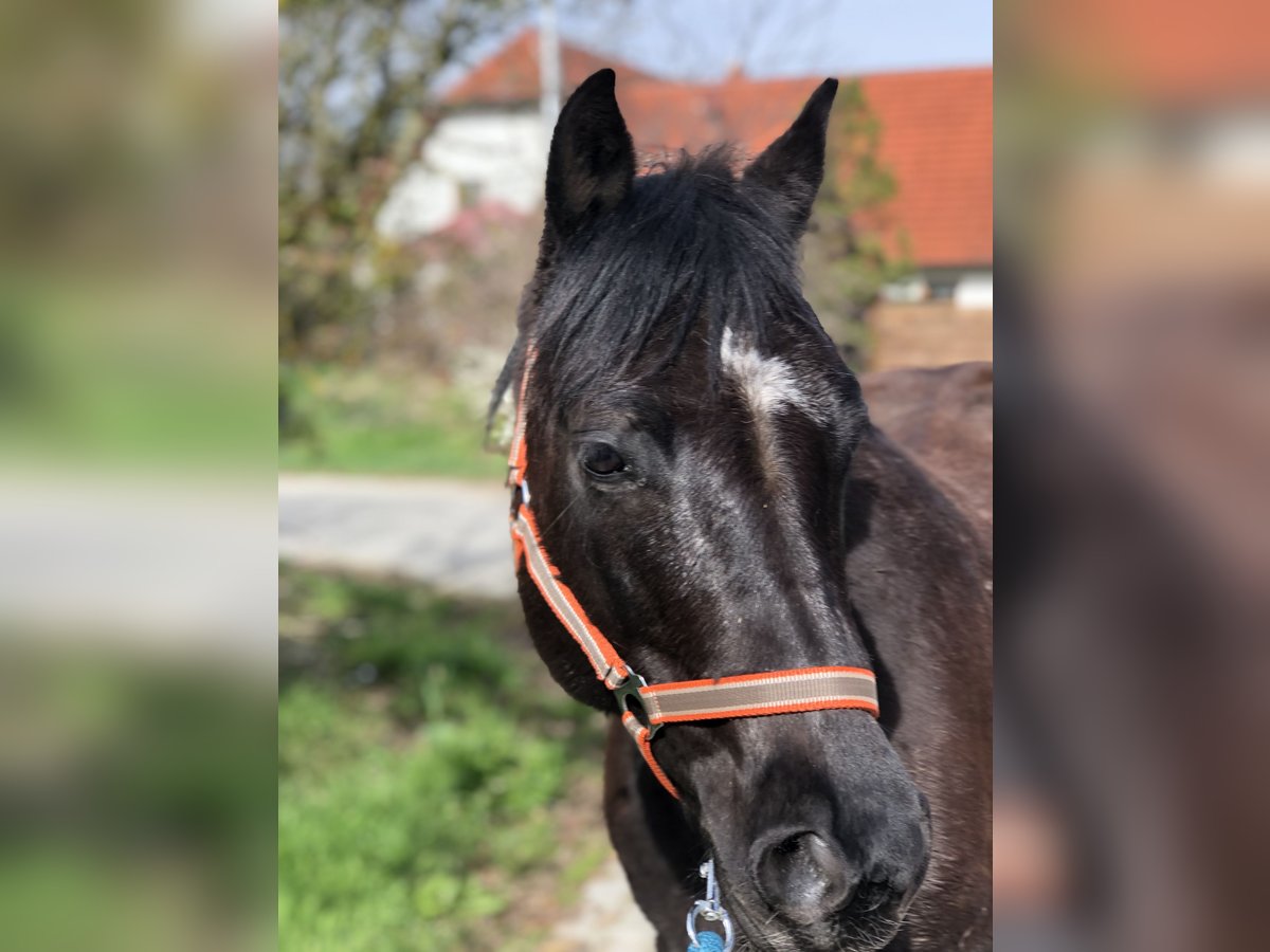 Quarter-ponny Sto 8 år 145 cm Svart in Mainbernheim