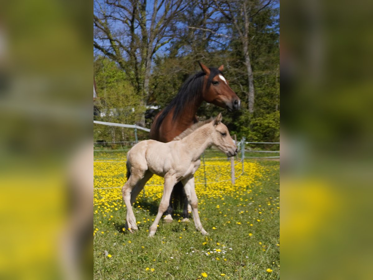 Quarter-ponny Sto 8 år 153 cm Brun in Pommelsbrunn