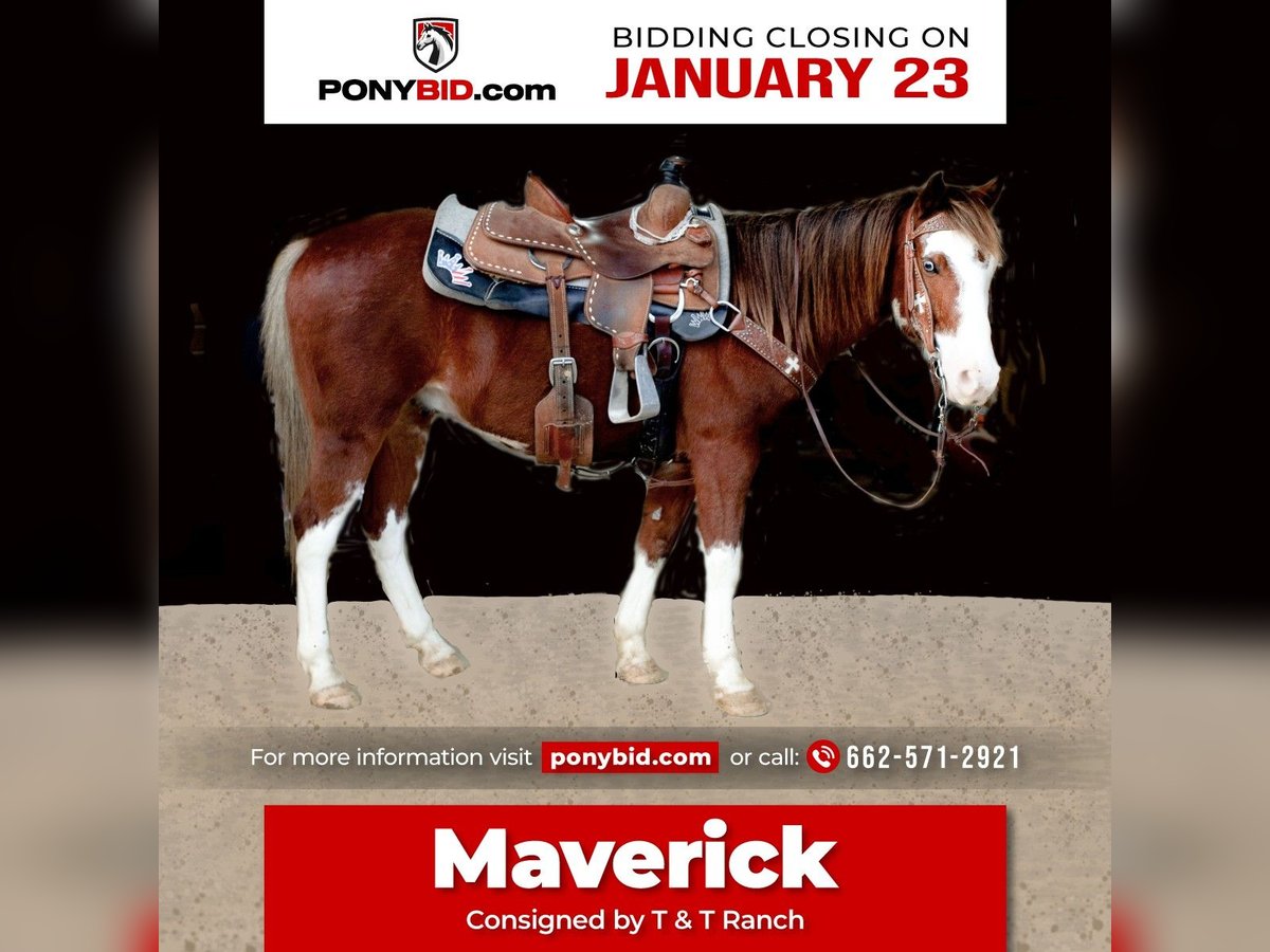 Quarter-ponny Valack 7 år 137 cm Pinto in Benton, MS