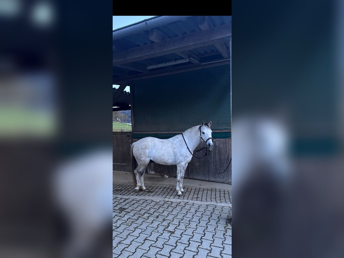 Quarter Pony Mix Castrone 13 Anni 138 cm Bianco in Nagold