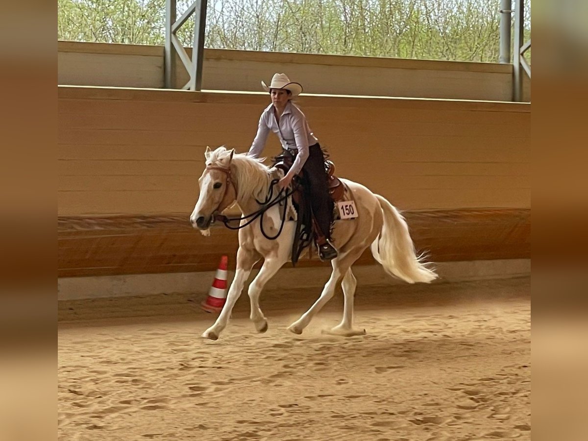 Quarter Pony Castrone 13 Anni 140 cm Pezzato in Horgau