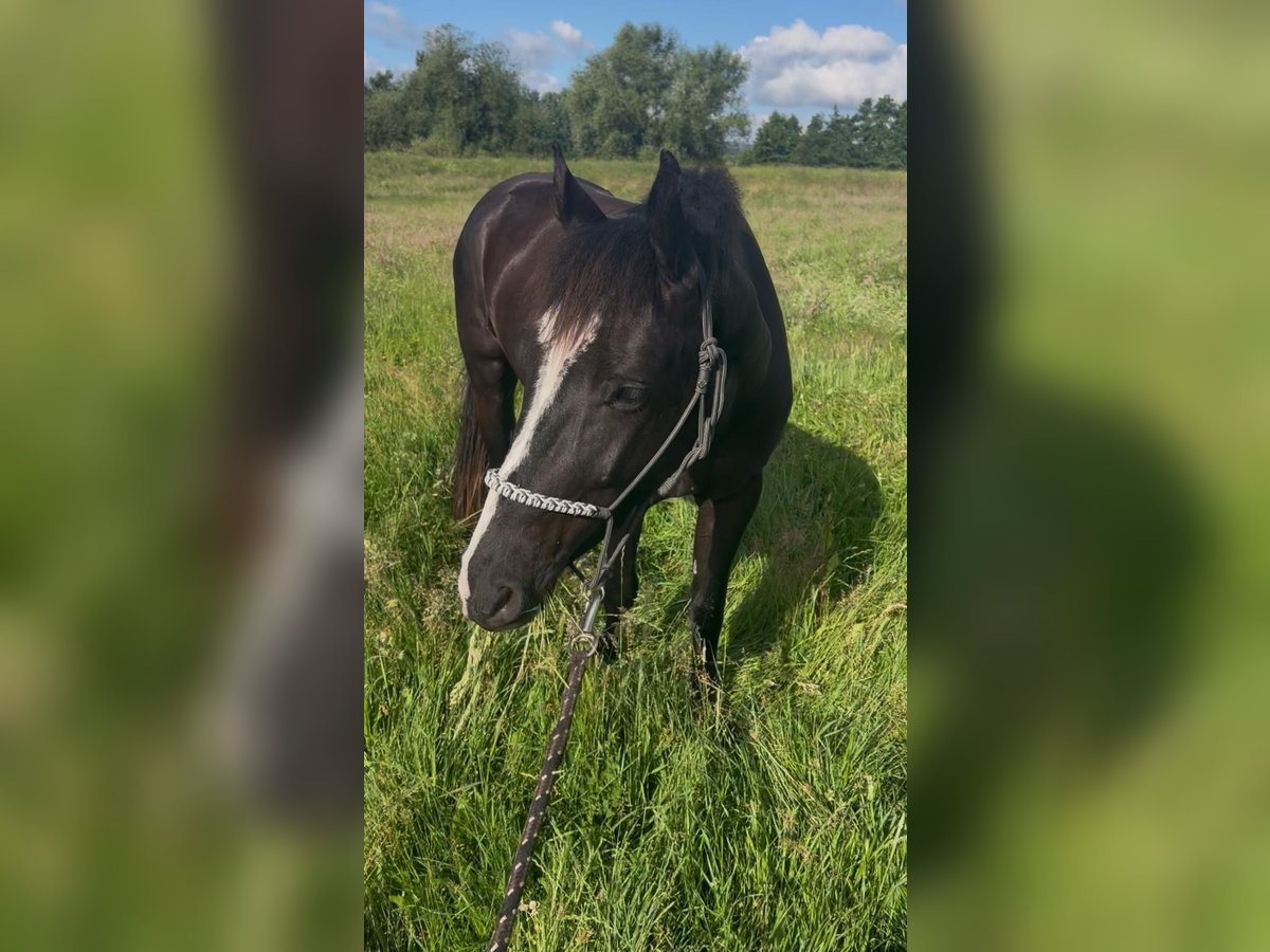 Quarter Pony Mix Castrone 3 Anni 144 cm Morello in Bad Salzdetfurth