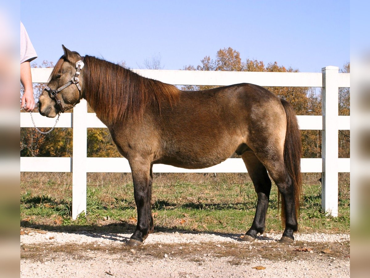Quarter Pony Castrone 5 Anni 119 cm Pelle di daino in New Haven