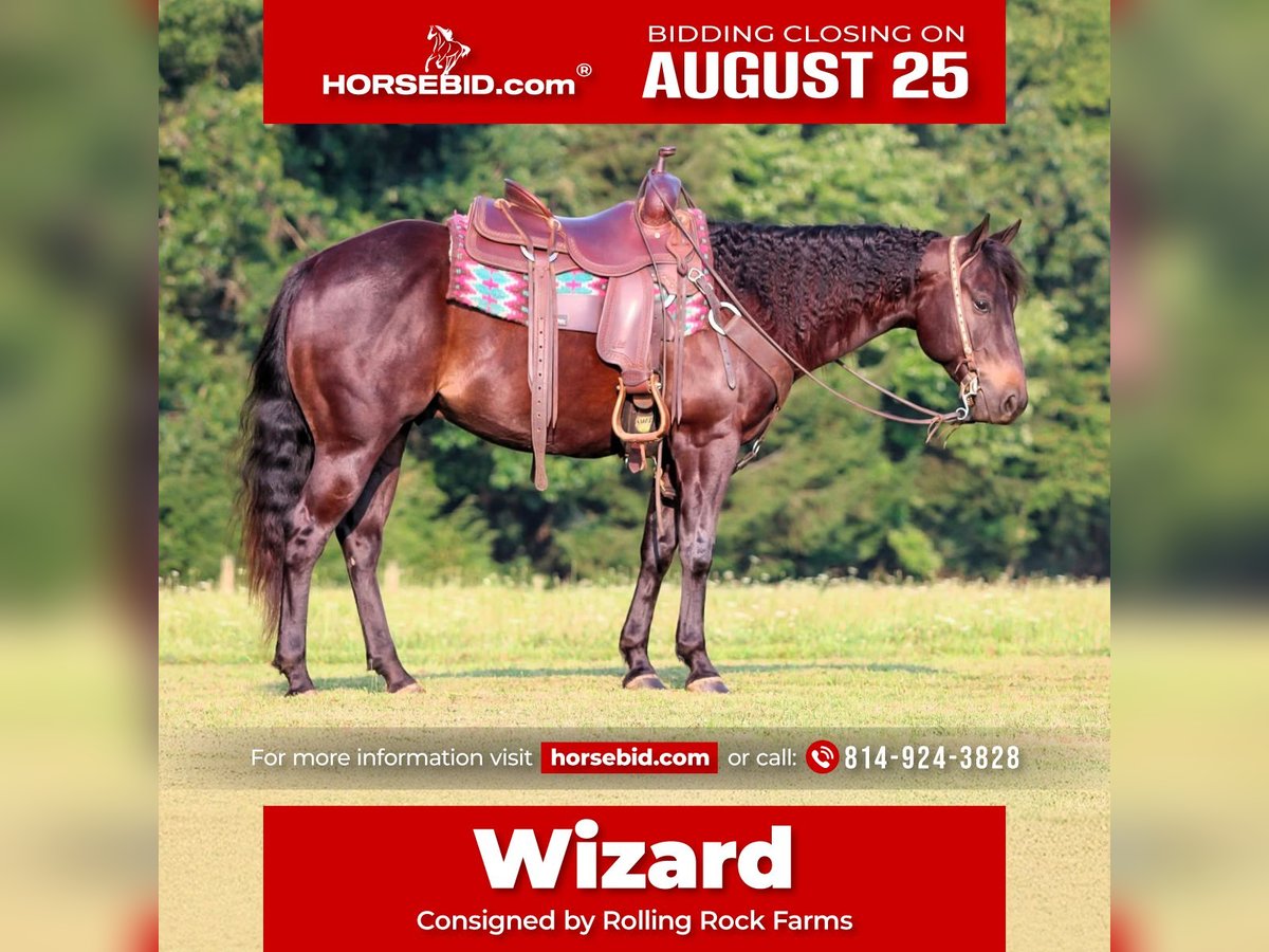 Quarter Pony Castrone 5 Anni 147 cm Morello in Clarion