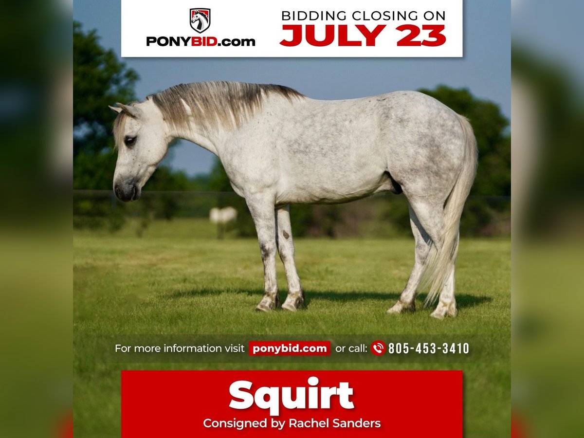 Quarter Pony Castrone 6 Anni 122 cm Grigio in Pilot Point, TX